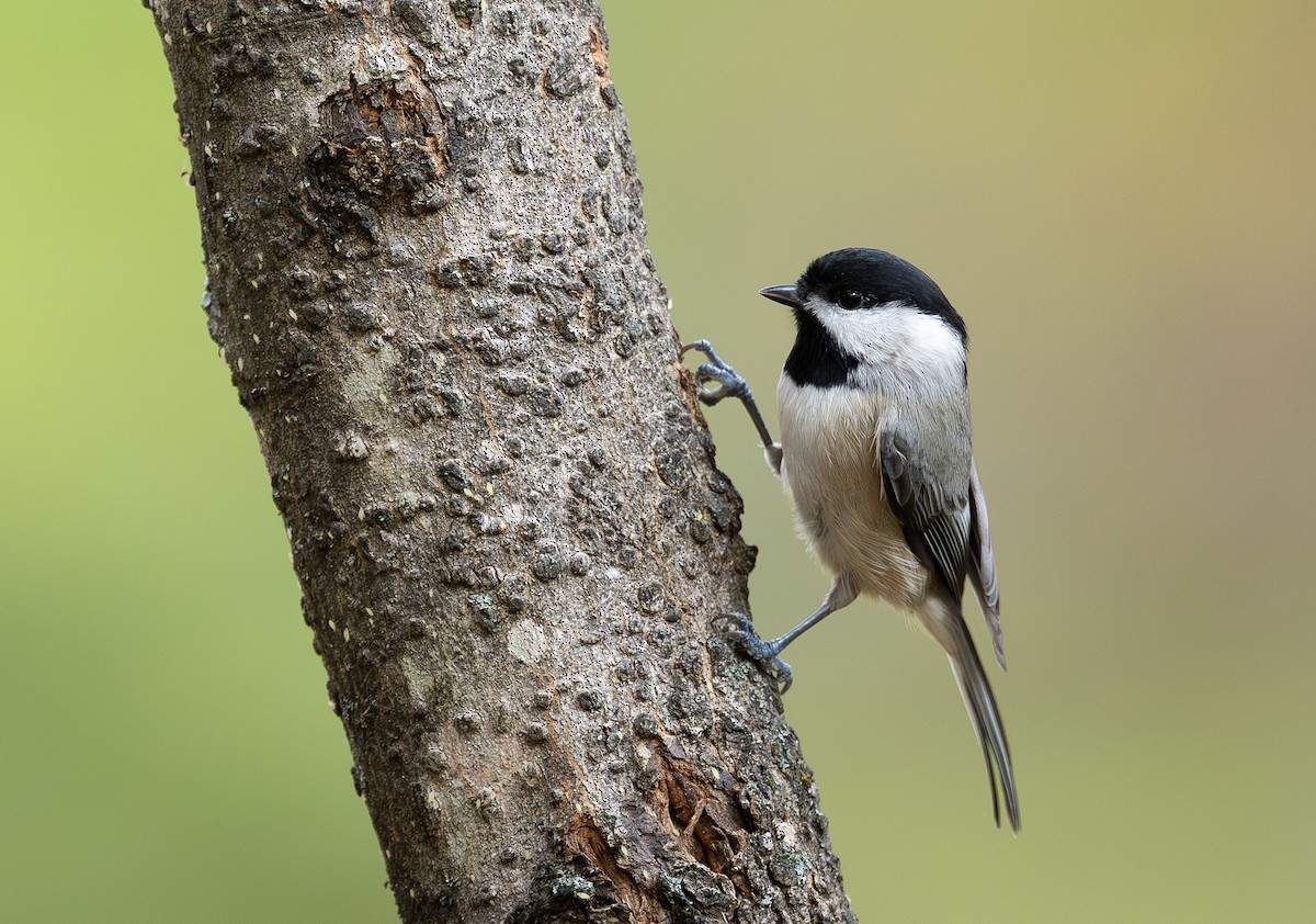 Carolina Chickadee - ML644433605
