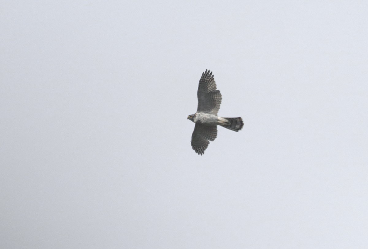 Aztore eurasiarra - ML644433606