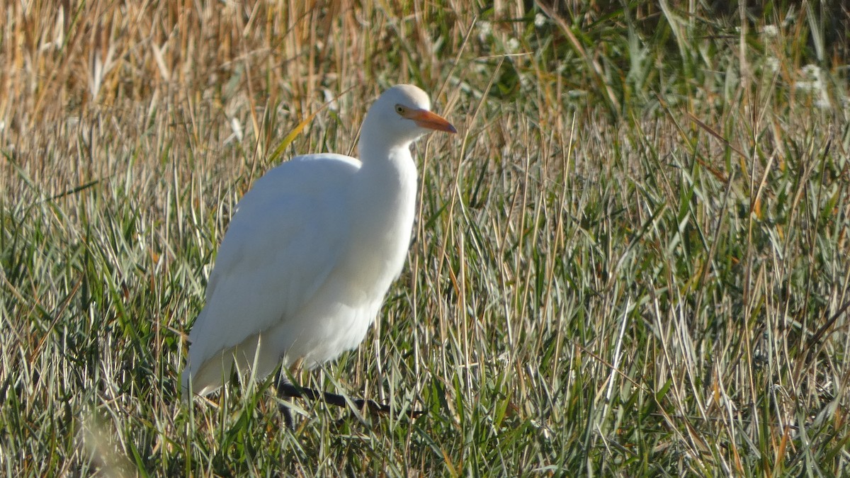 volavka rusohlavá - ML644433624