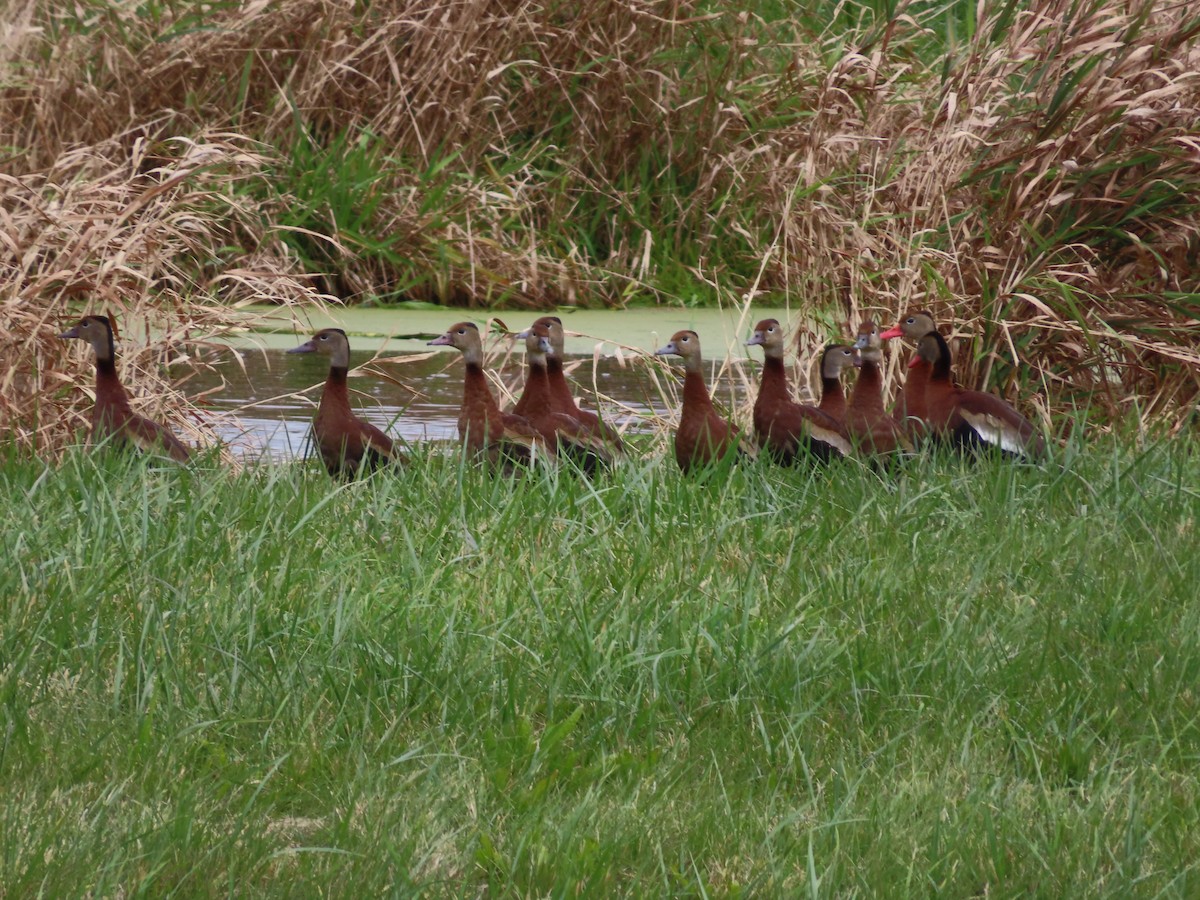 Black-bellied Whistling-Duck - ML644433632