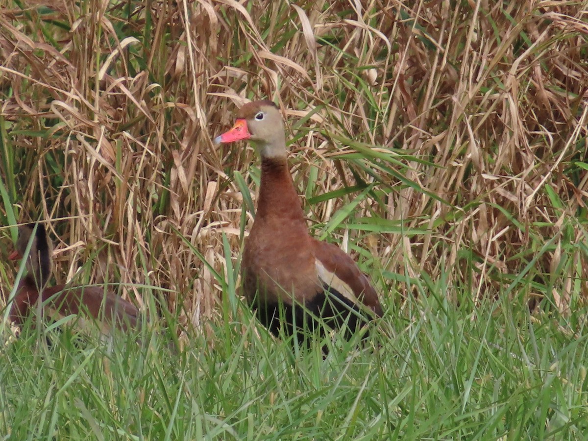 Black-bellied Whistling-Duck - ML644433635