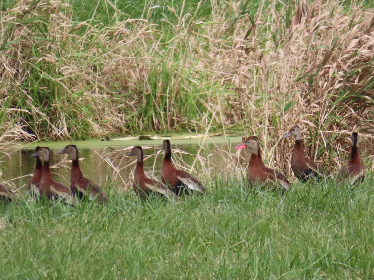 Black-bellied Whistling-Duck - ML644433637