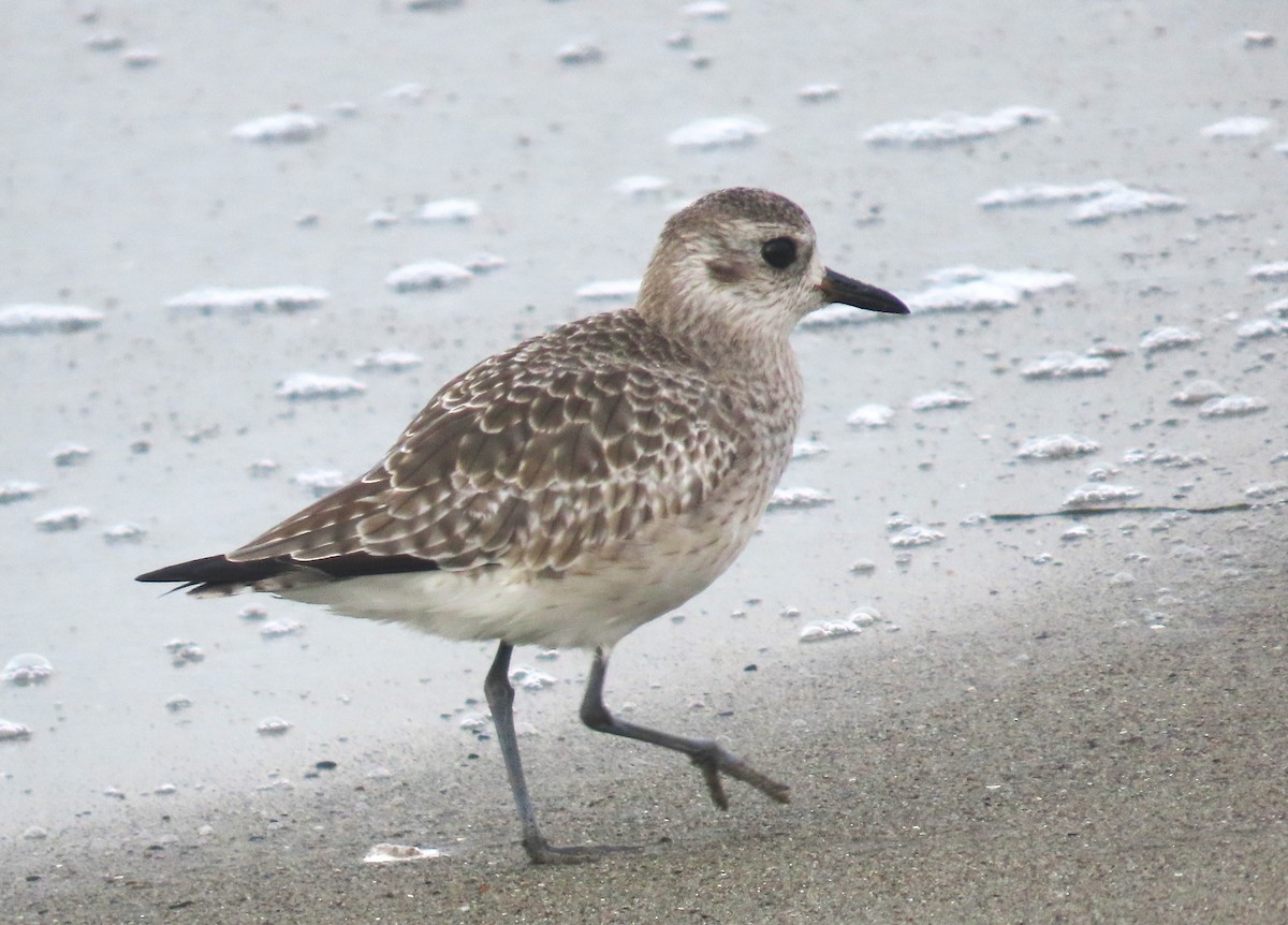 Pluvier argenté - ML644433644