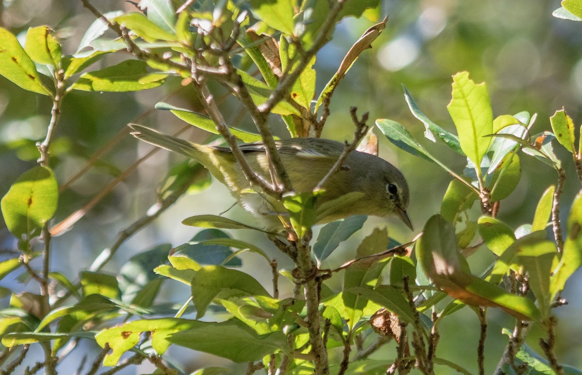 Orange-crowned Warbler - ML644433648