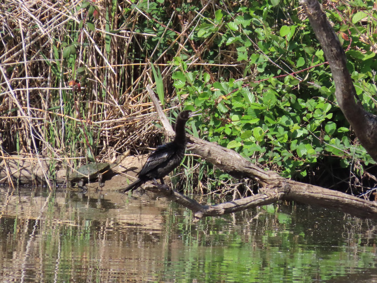 lagfiskeskarv - ML644433651