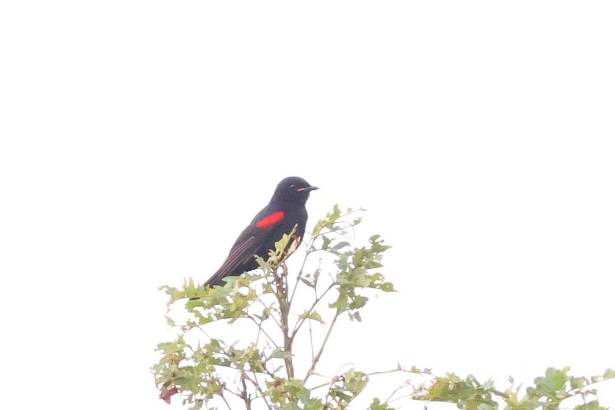 Al Omuzlu Tırtılyiyen - ML644433652