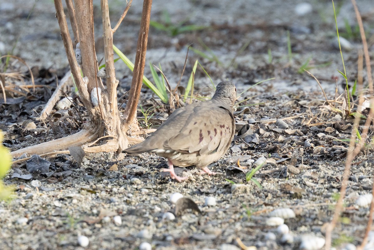 Common Ground Dove - ML644433654