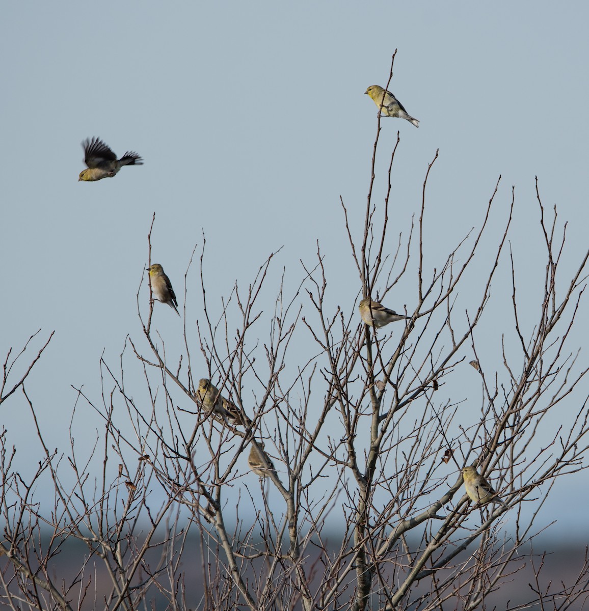 American Goldfinch - ML644433657