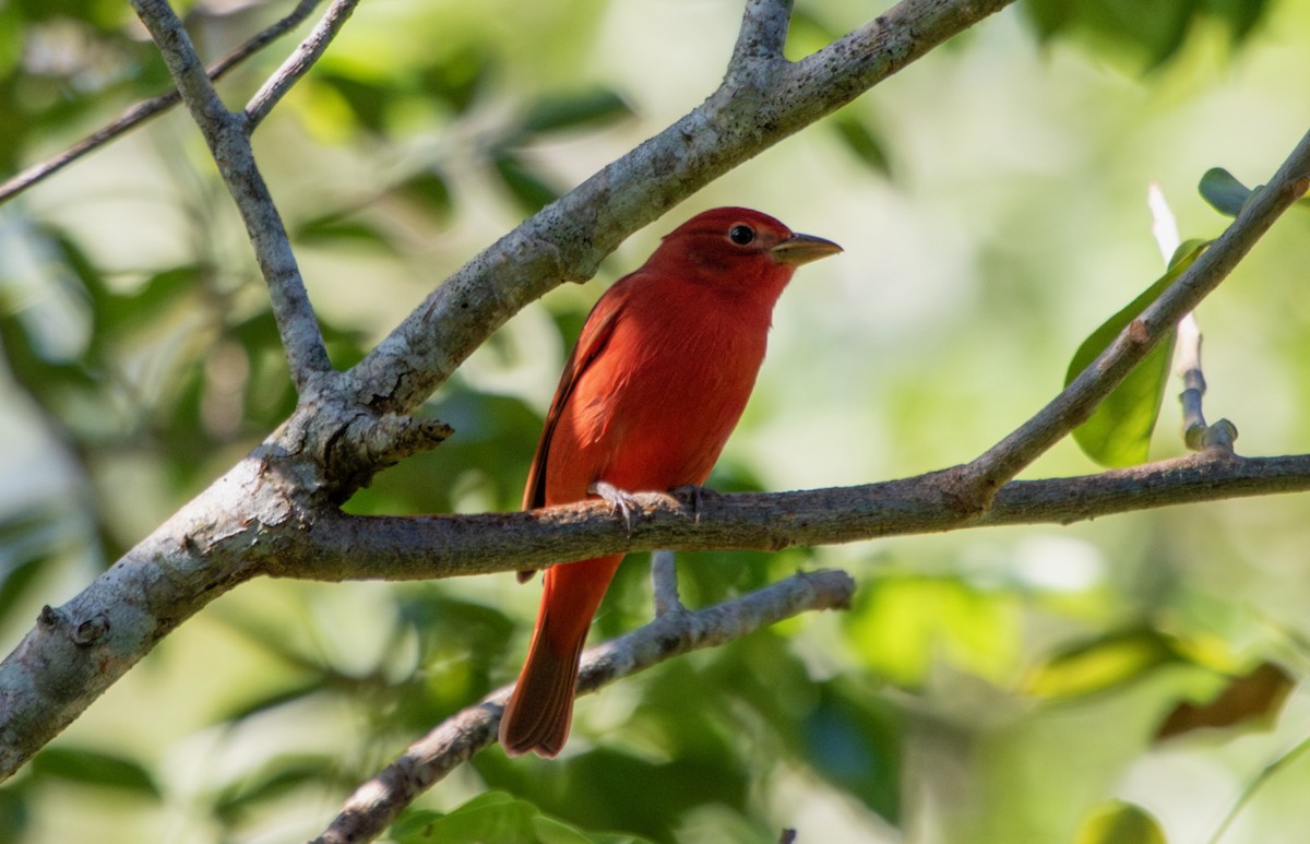 Summer Tanager - ML644433661