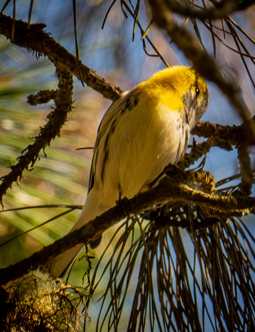 Grace's Warbler - ML644433664
