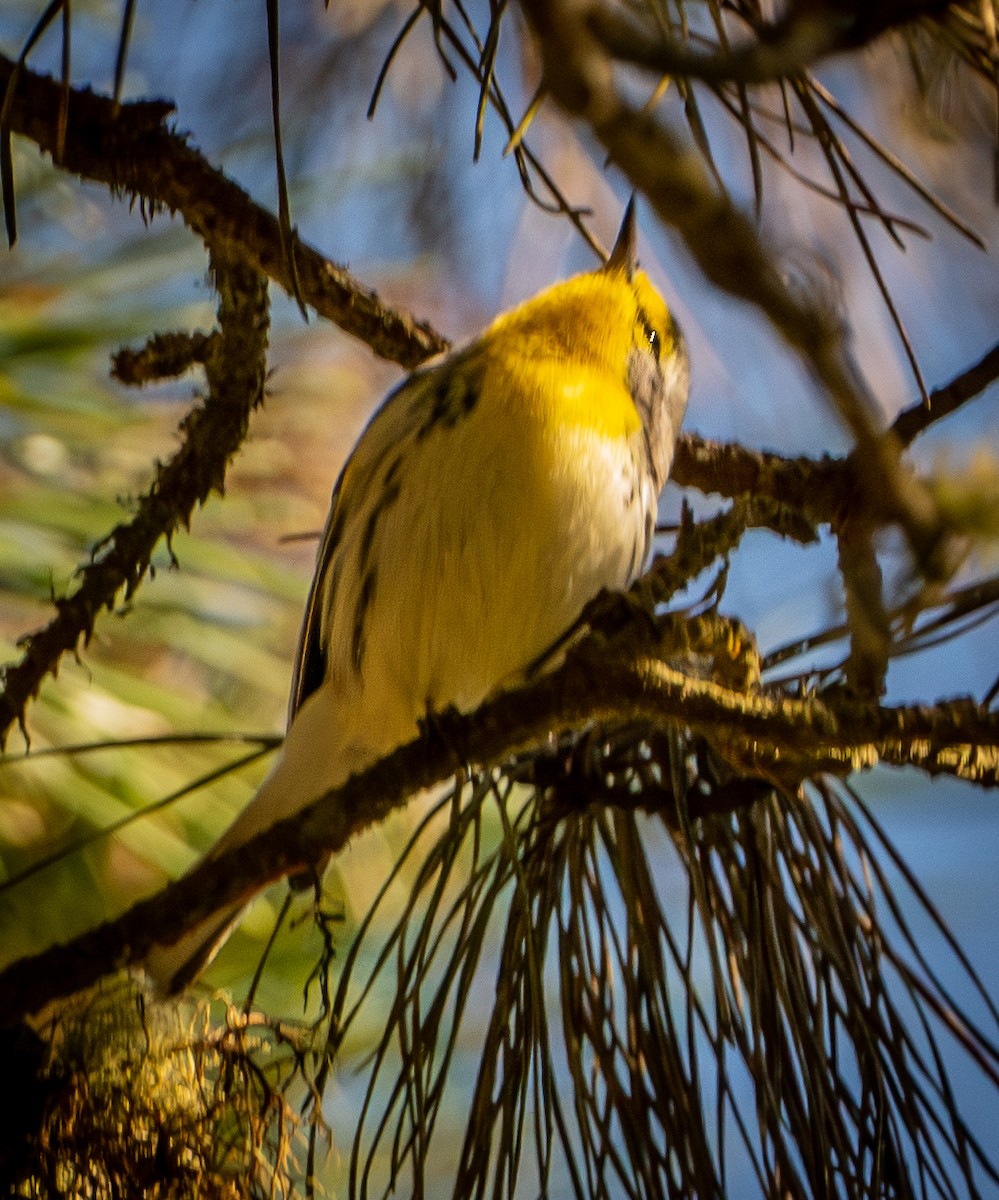 Grace's Warbler - ML644433665