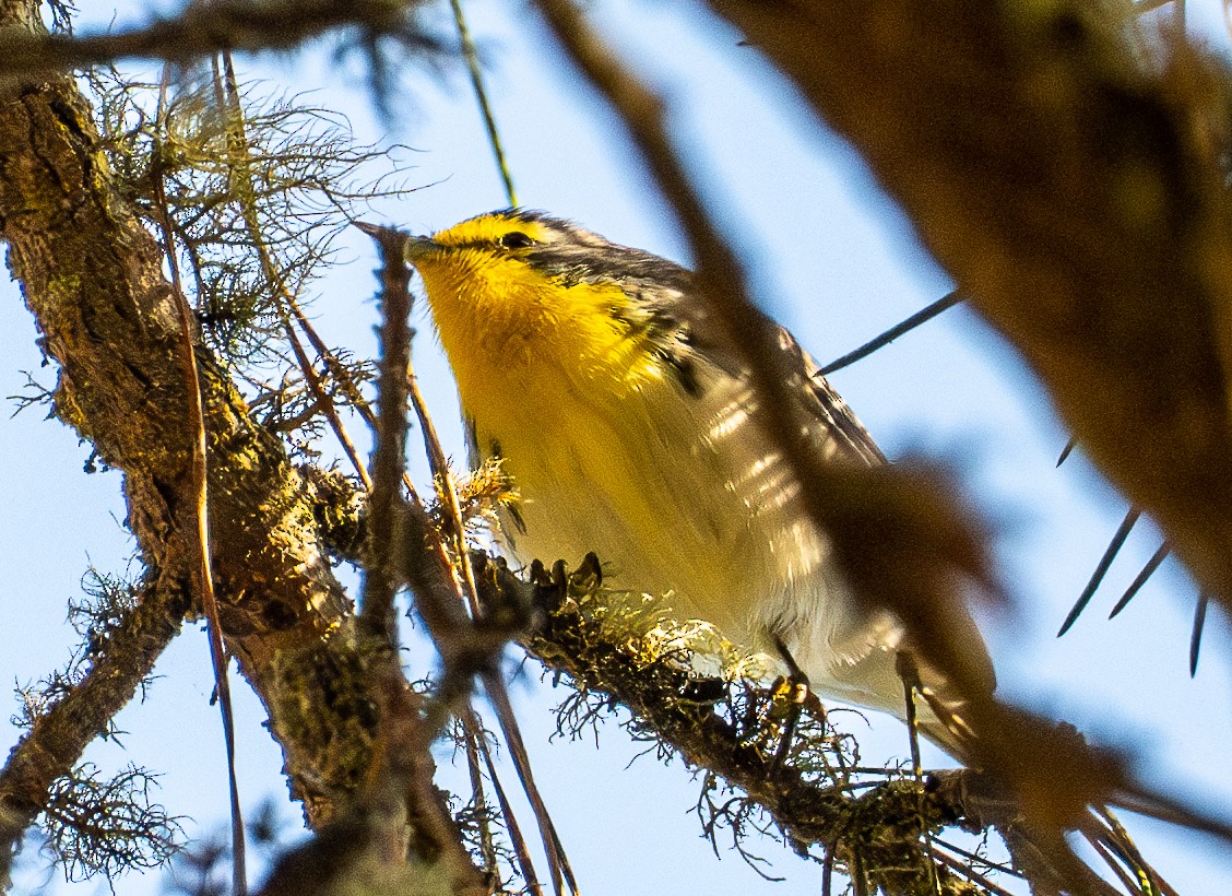 Grace's Warbler - ML644433666