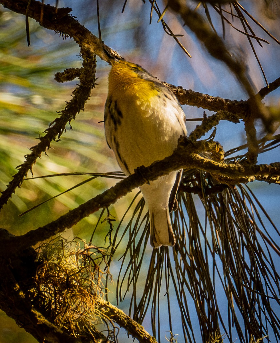 Grace's Warbler - ML644433667