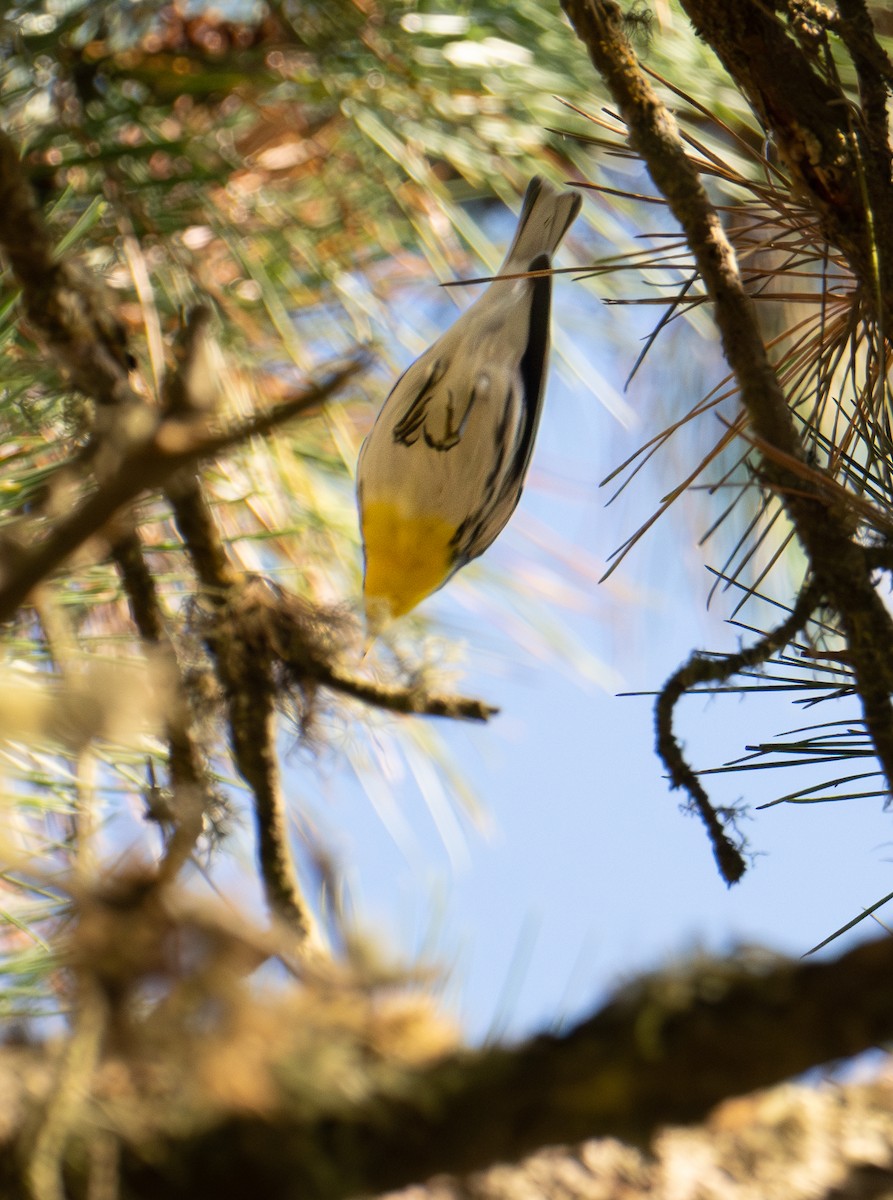 Grace's Warbler - ML644433668