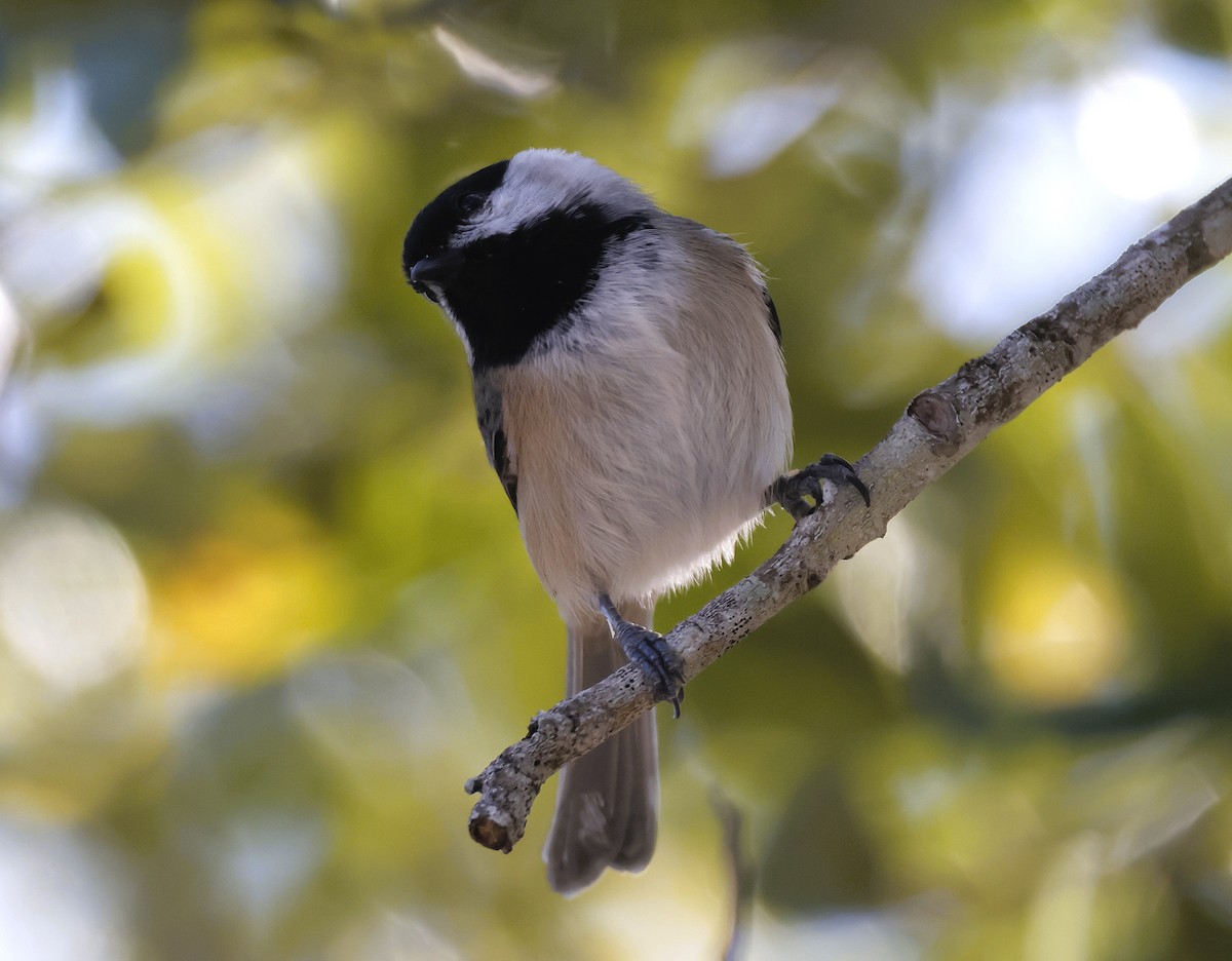 Carolina Chickadee - ML644433670
