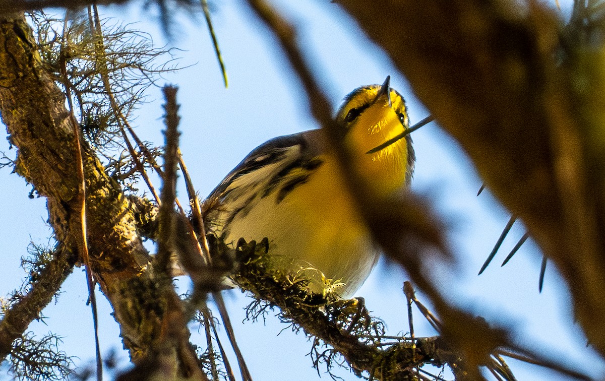 Grace's Warbler - ML644433675