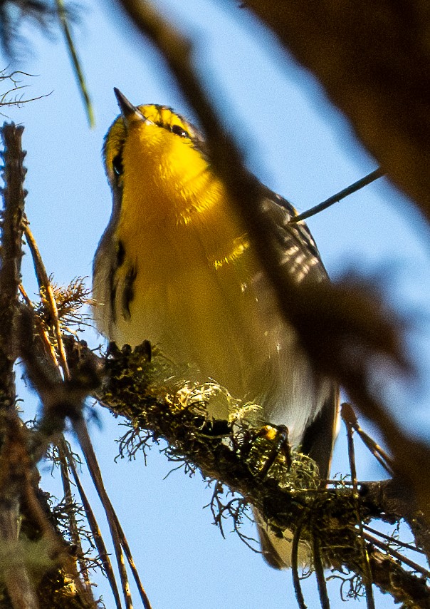 Grace's Warbler - ML644433680