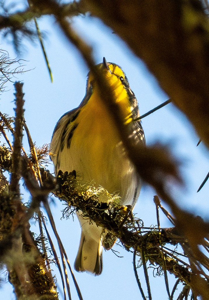 Grace's Warbler - ML644433681