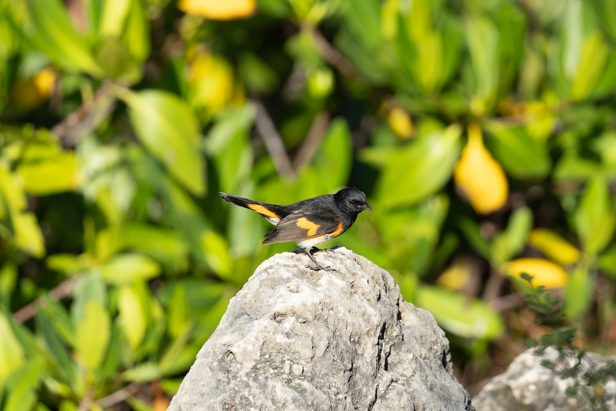 American Redstart - ML644433684