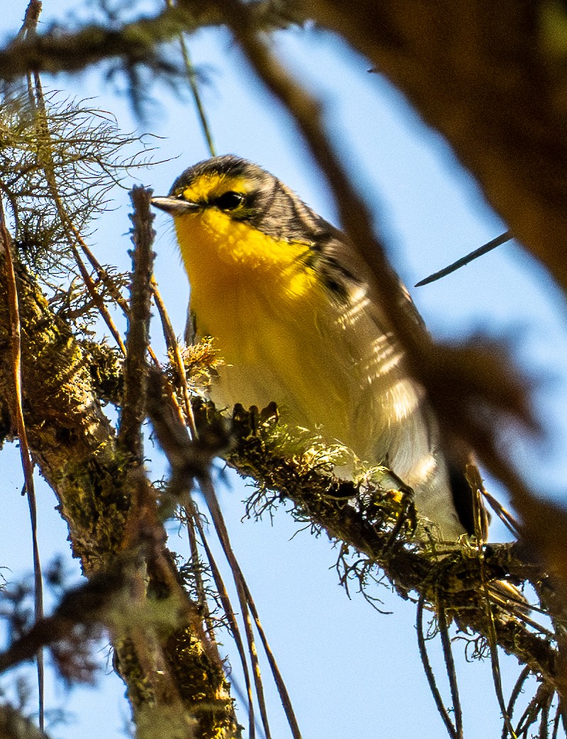 Grace's Warbler - ML644433686