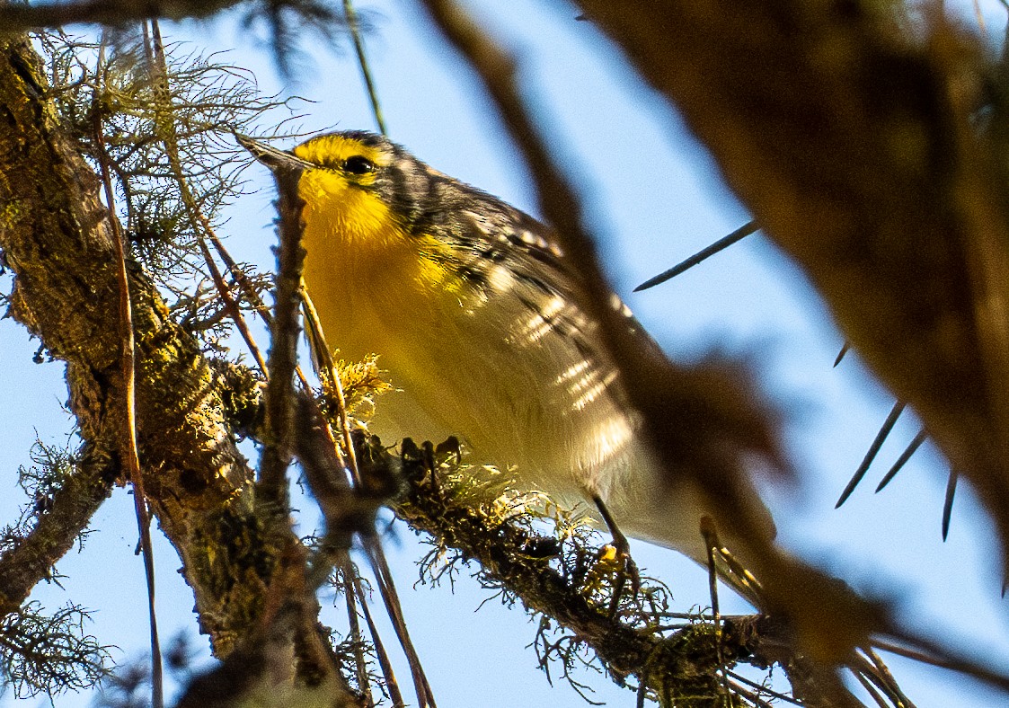 Grace's Warbler - ML644433687