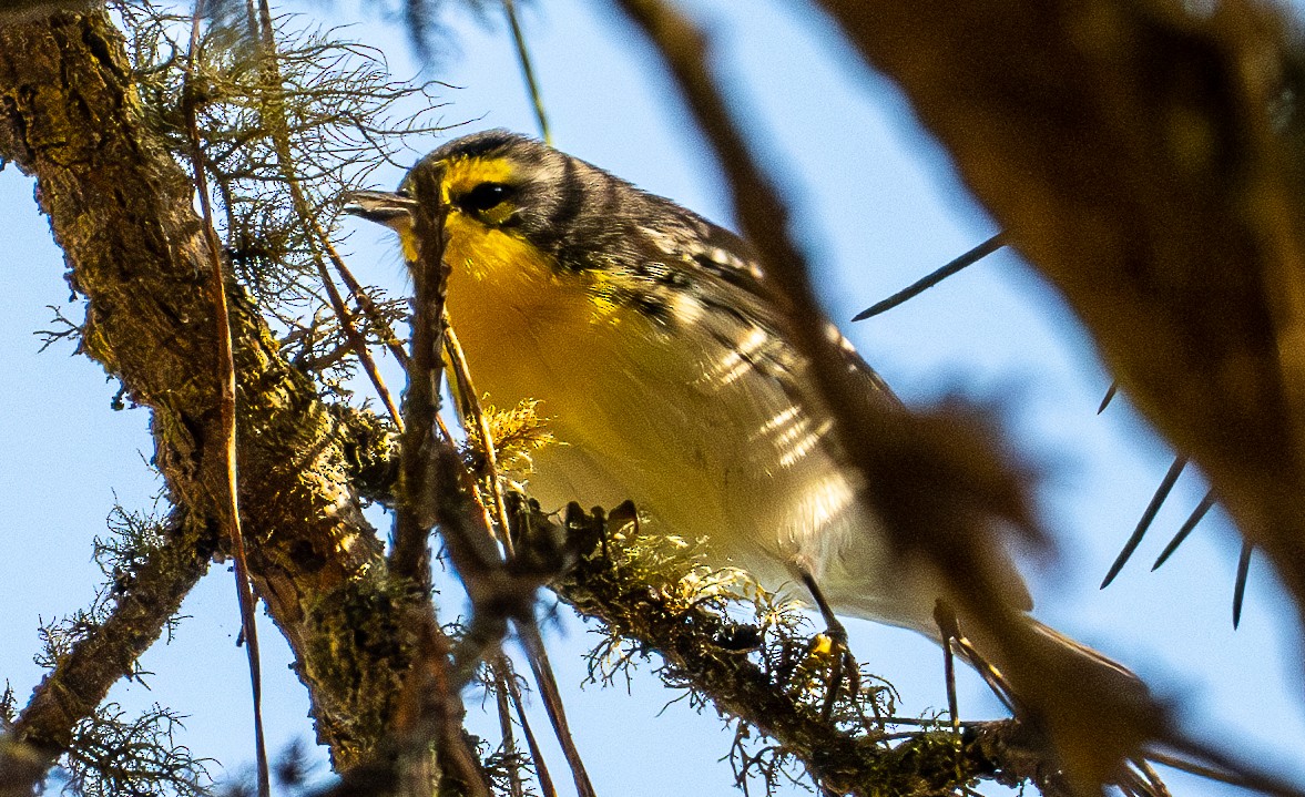 Grace's Warbler - ML644433688