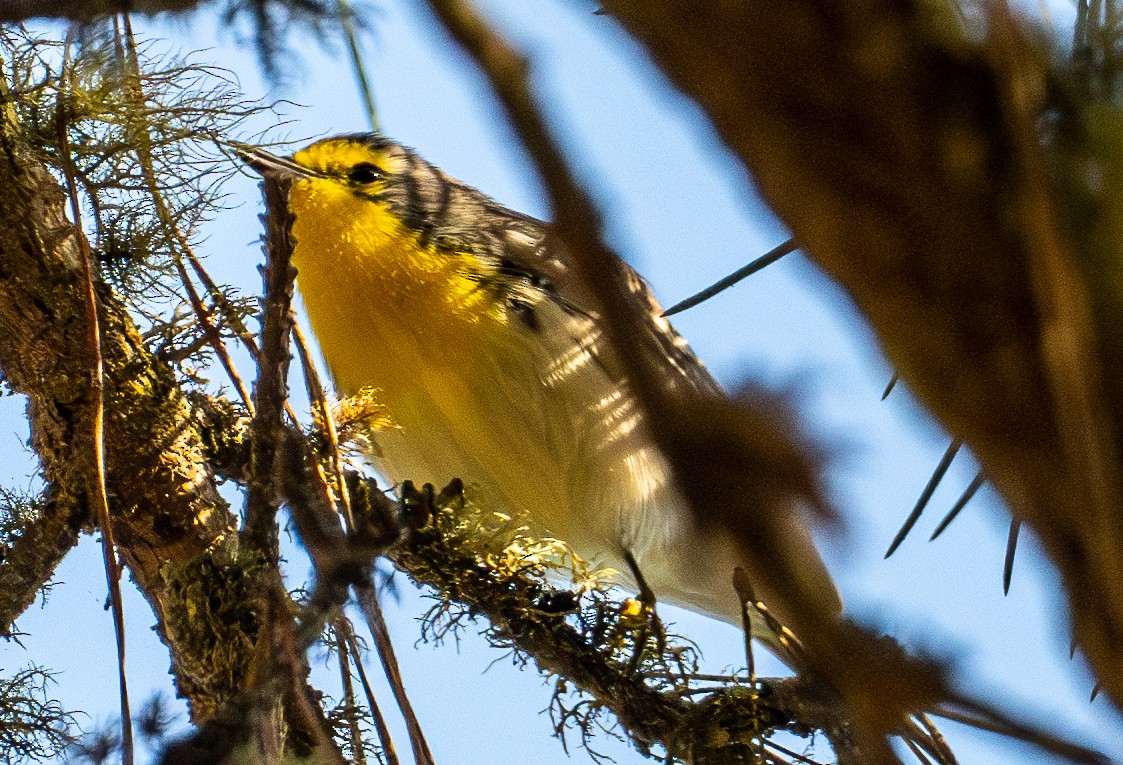 Grace's Warbler - ML644433691