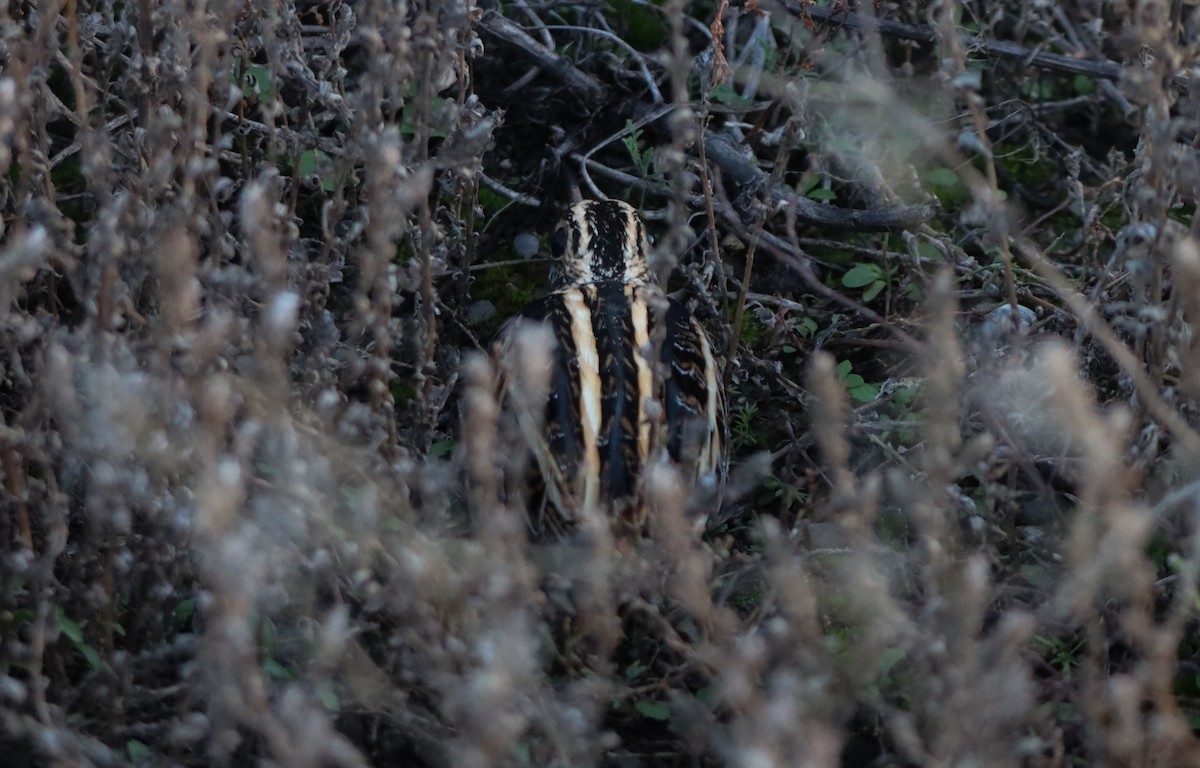 Jack Snipe - ML644433692