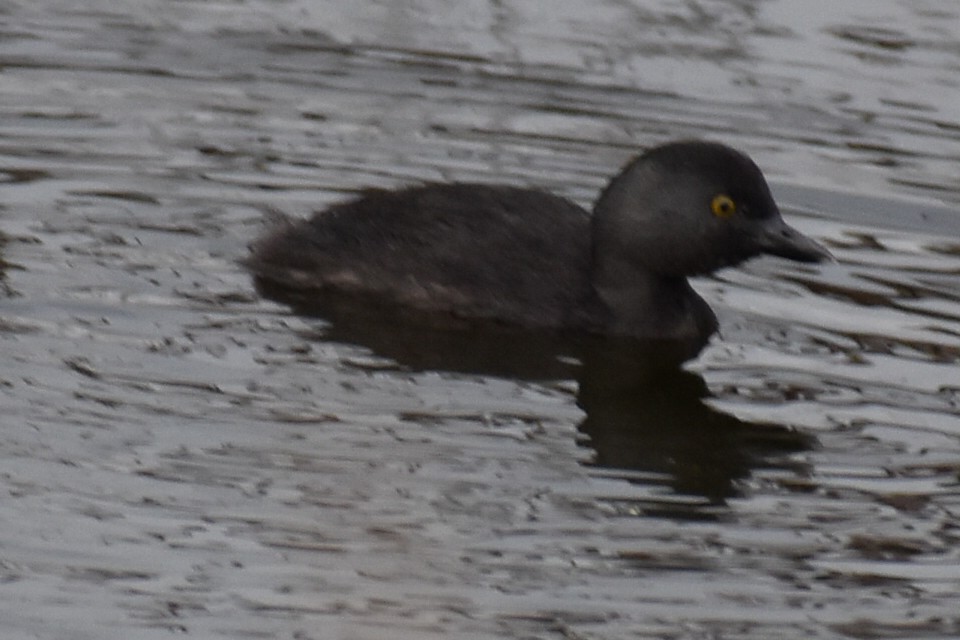 Least Grebe - ML644433694