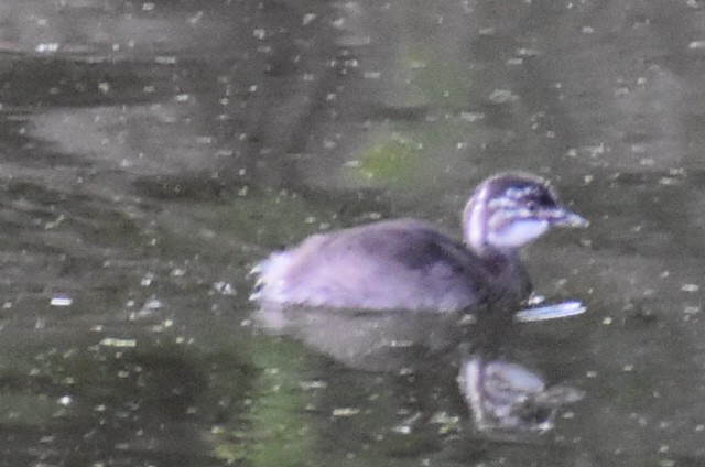 Least Grebe - ML644433695