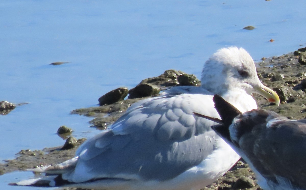 Iceland Gull (Thayer's) - ML644433696