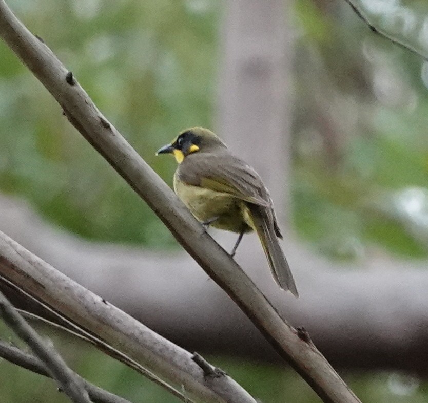 Yellow-tufted Honeyeater - ML644433705