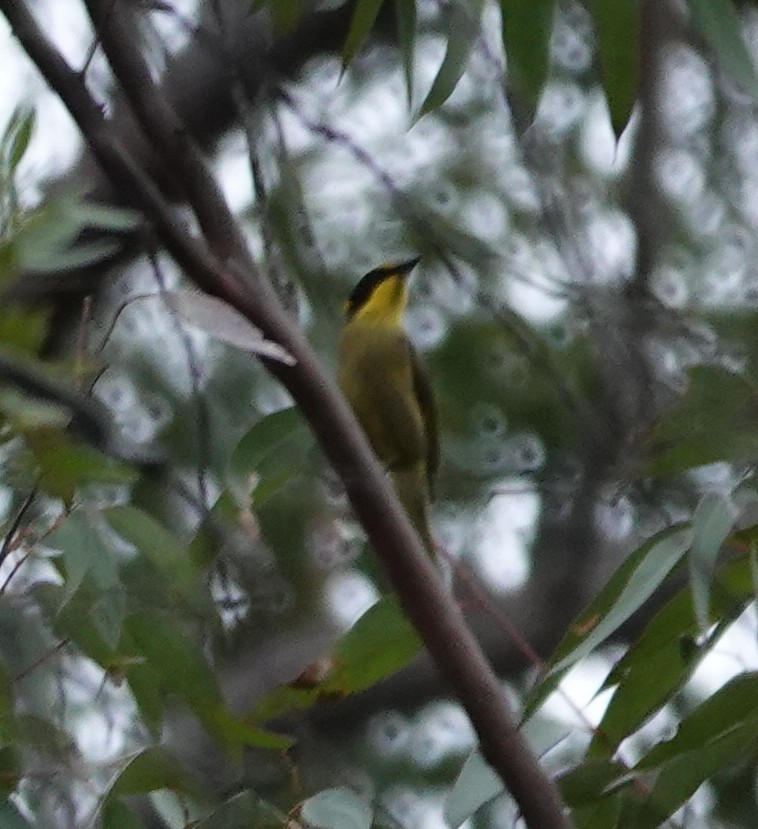Yellow-tufted Honeyeater - ML644433706