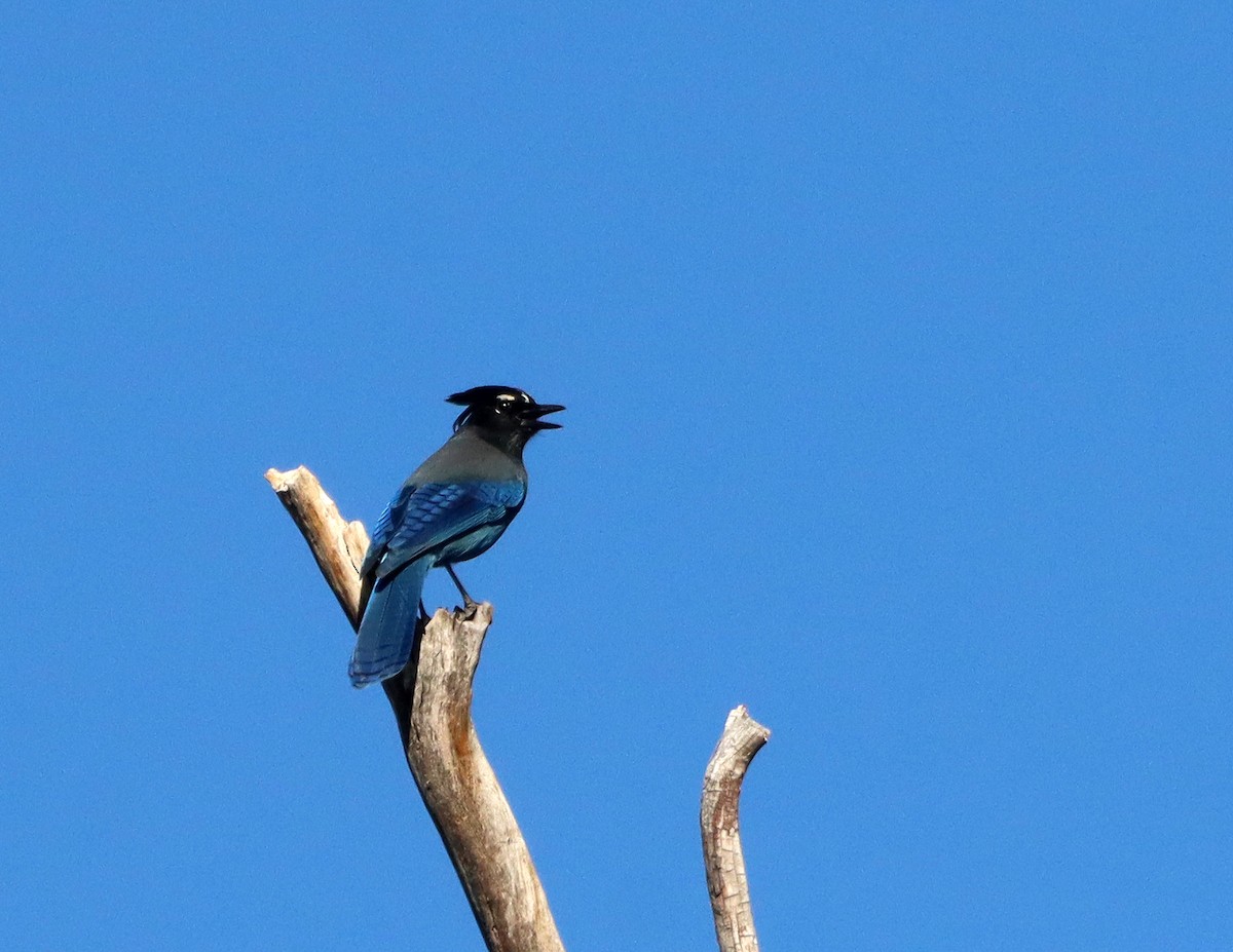 Steller's Jay - ML644433708