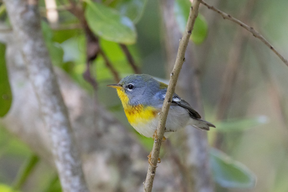 Northern Parula - ML644433709