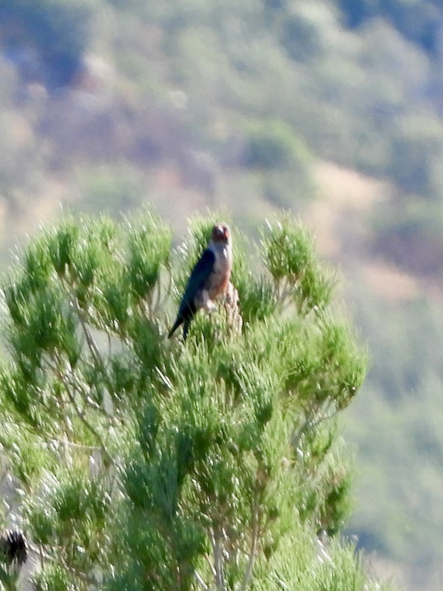 Blutgesichtspecht - ML644433711