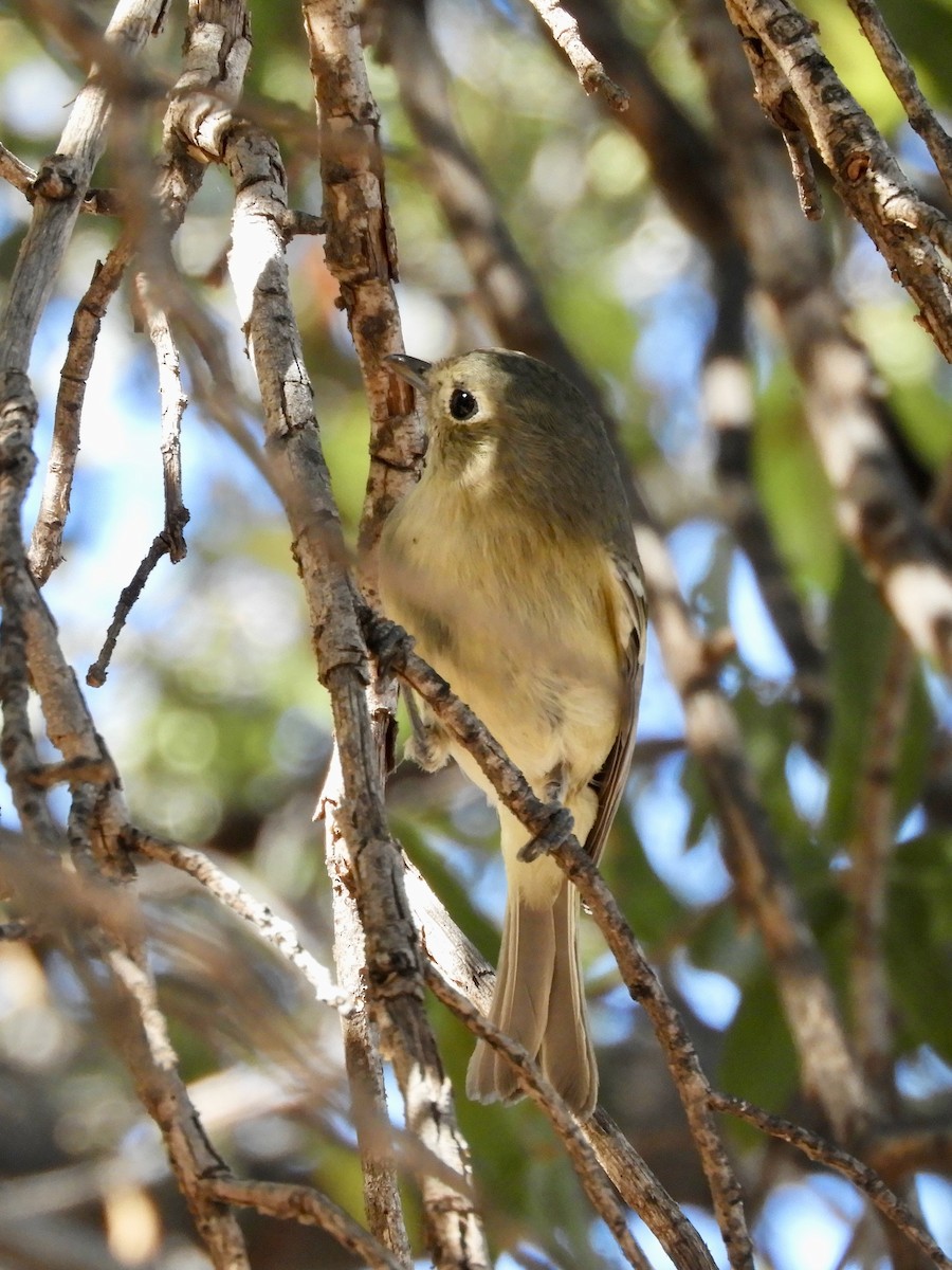 Hutton's Vireo - ML644433713