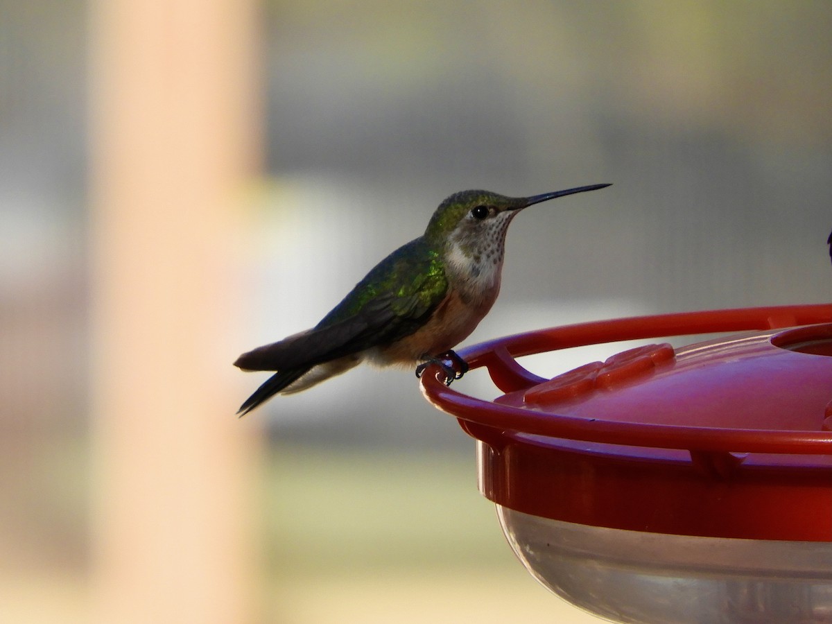 Broad-tailed Hummingbird - ML644433715