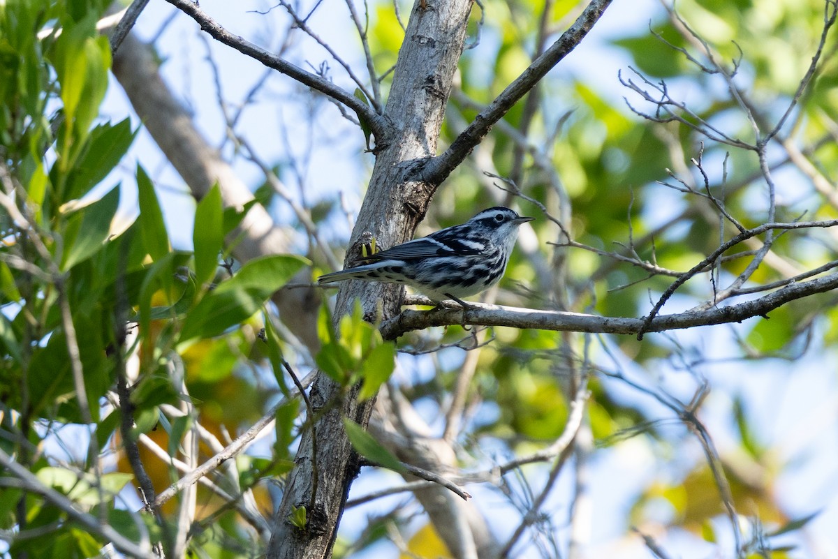 Black-and-white Warbler - ML644433725