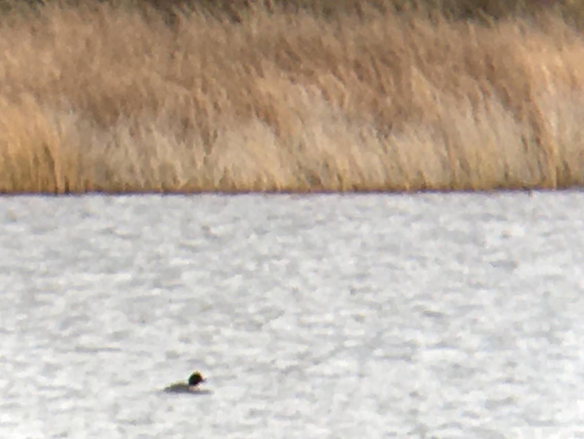 Common/Barrow's Goldeneye - ML644433738