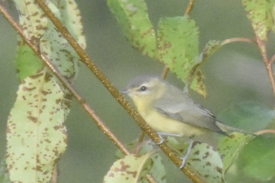 Bireo filadelfiarra - ML644433746