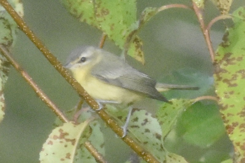 Bireo filadelfiarra - ML644433747