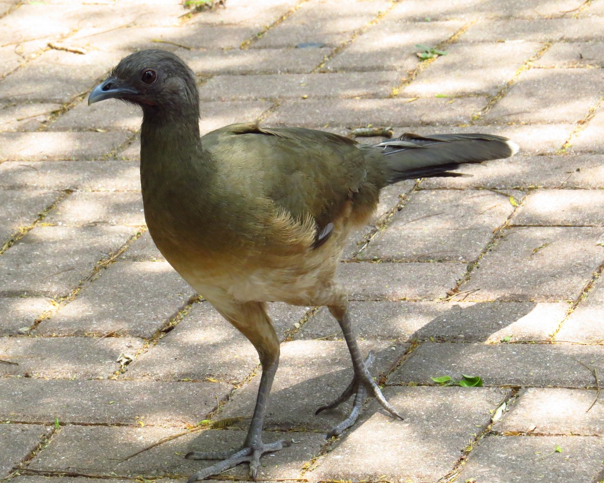 čačalaka obecná - ML644433762