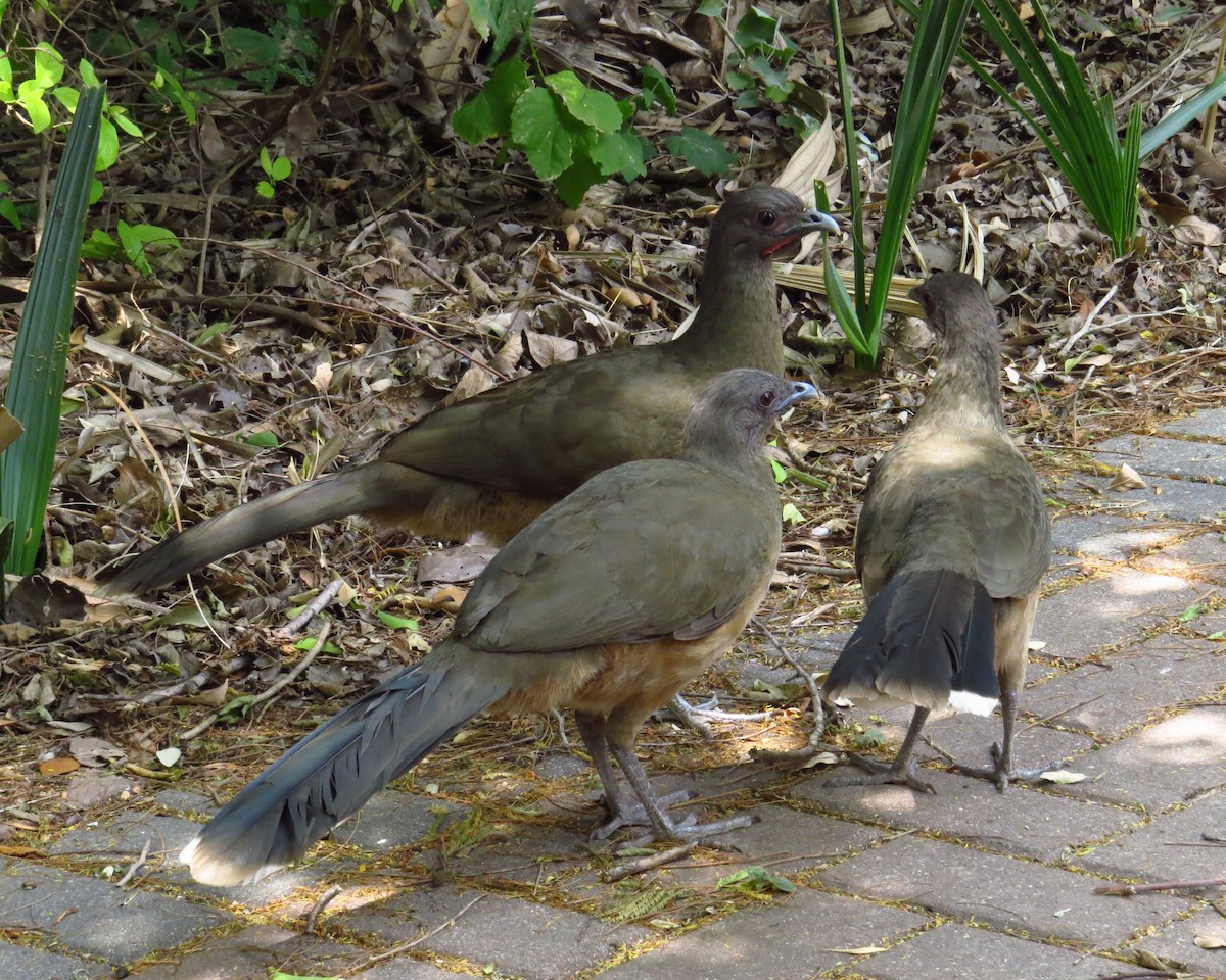 čačalaka obecná - ML644433763