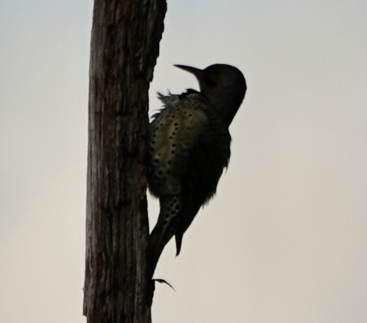 Northern Flicker (Yellow-shafted) - ML644433764