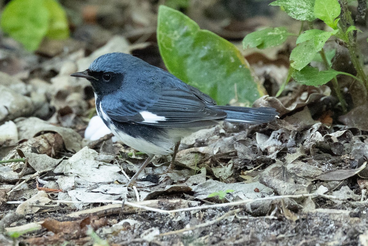 lesňáček modrohřbetý - ML644433768