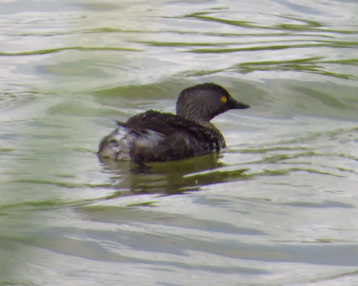 Least Grebe - ML644433769