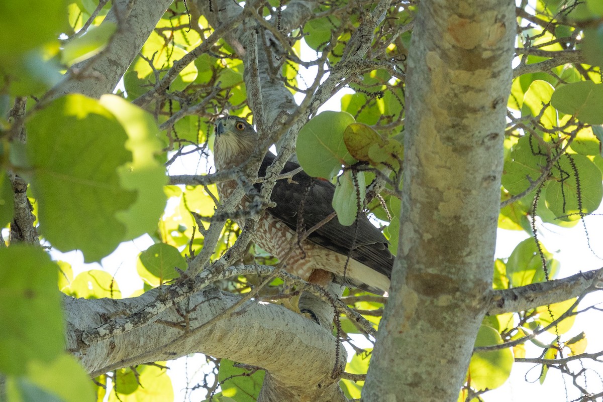 Cooper's Hawk - ML644433780