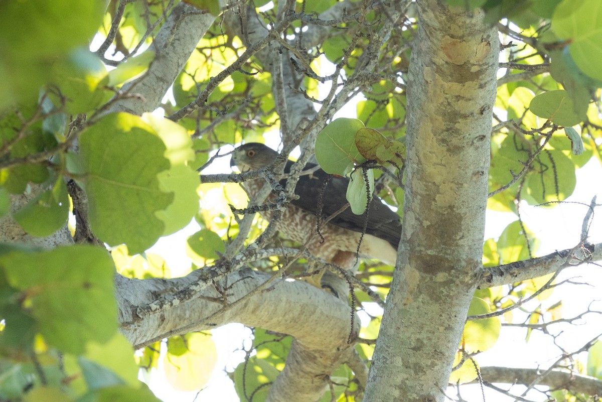 Cooper's Hawk - ML644433781