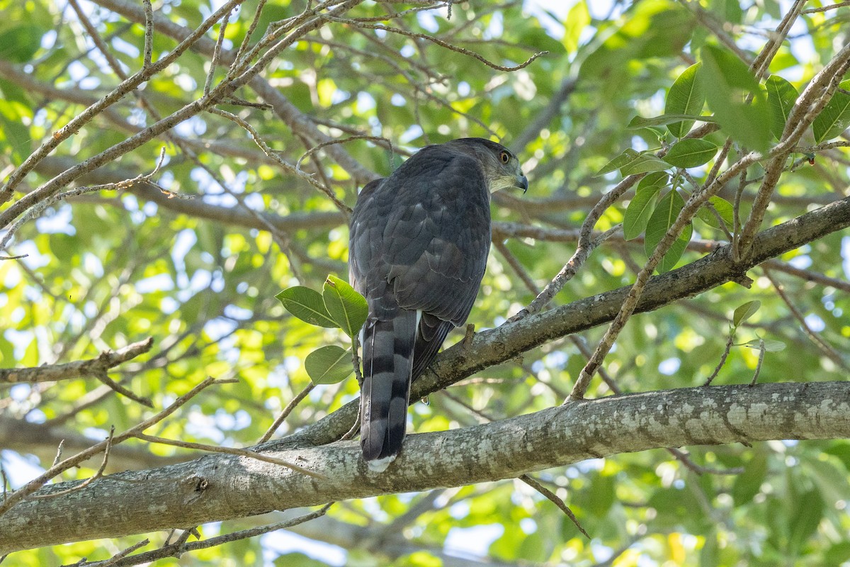 Cooper's Hawk - ML644433782
